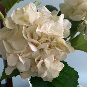 Meet your Posher, Lyda